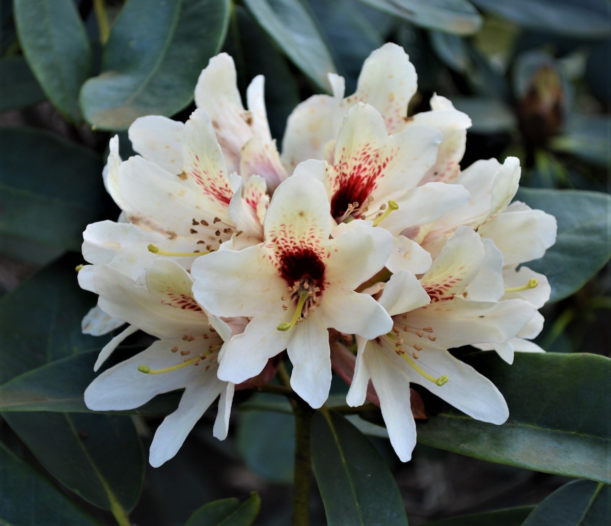 Starbright Champagne